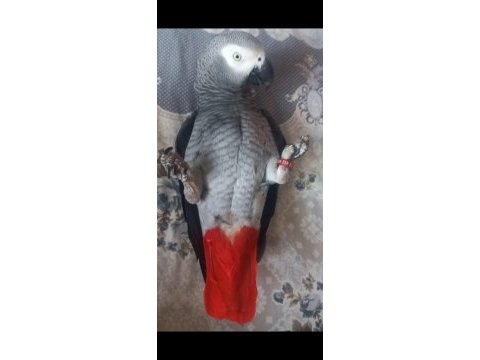 Jako papağanı ele kola gelir