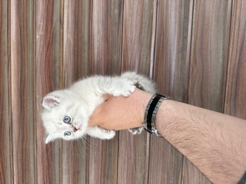Sağlıklı wc eğitimli kedimiz