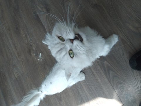 Kedicikler