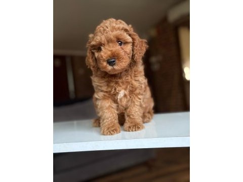 2 aylık maltipoo yavrular