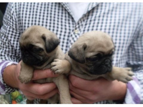 Mükemmel pug mops yavrularımız