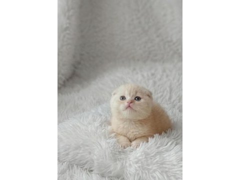 Ayı surat top kafa crema scottish fold