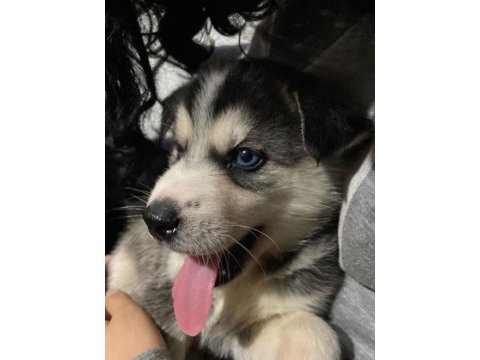 Sibirya kurdu husky