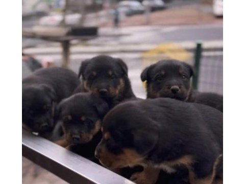 Rottweiler safkan