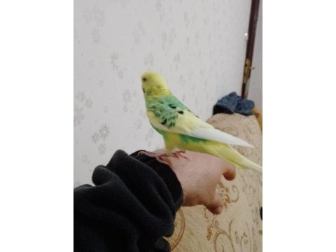 Sahibinden insan gibi konuşan muhabbet kuşu