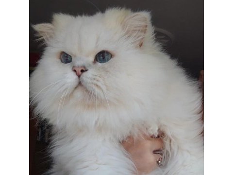 Safkan british shorthair yavrular