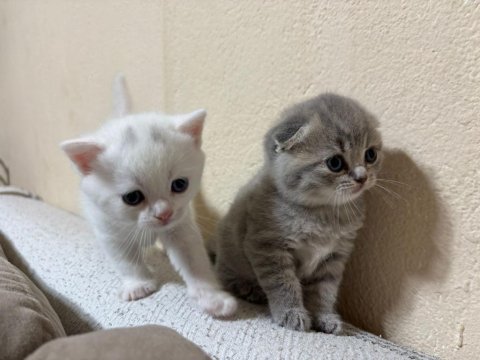 British shorthair yavrularımız