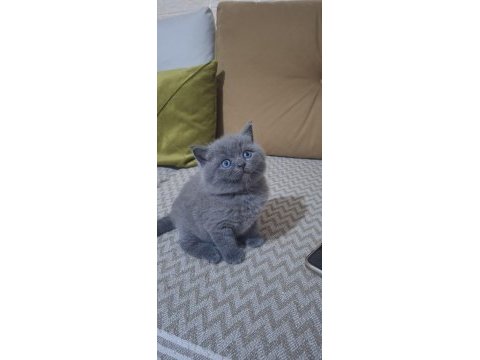 2 aylık british shorthair yavrum yeni yuvasını bekliyor