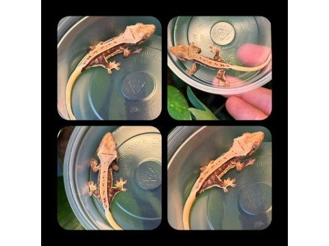 Crested gecko yavrular