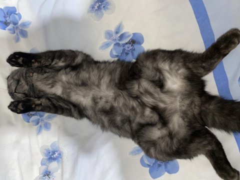 Erkek 7 aylık uysal scottish fold