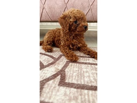 Orjinal ırk garantili toy poodle