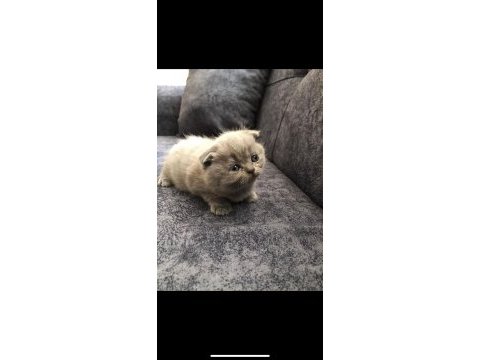 Scottish fold