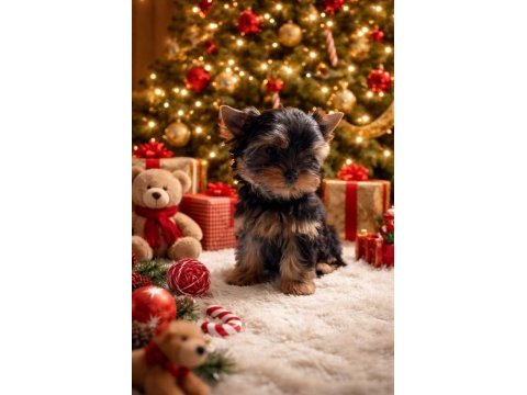Muhteşem kaliteli yorkshire terrier yavrular