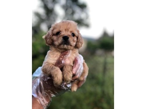 Sütlü kahve renginde muhteşem maltipoo bebekler