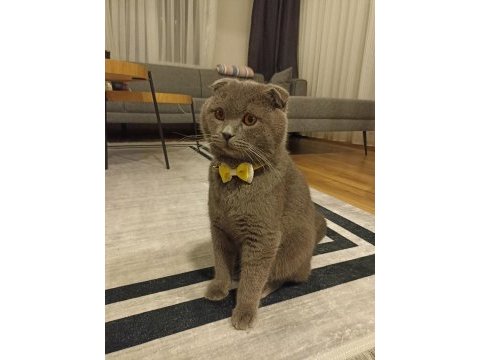 Scottish fold eş bulma ilanı