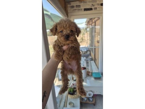 Muhteşem poodle mınıkler