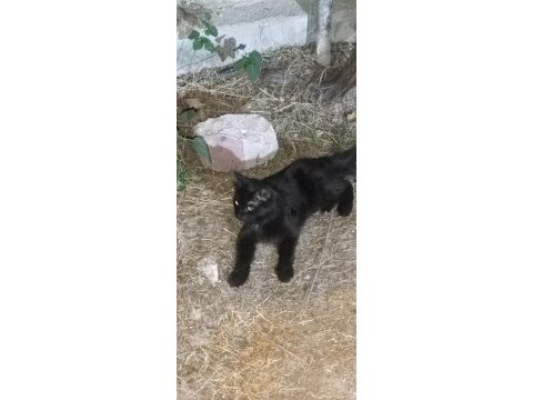 Ücretsiz sahiplendirme bombay kedimiz