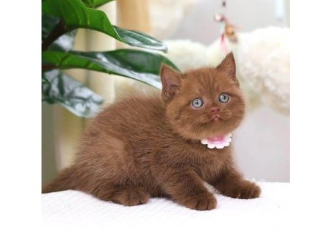 Zarafet timsali chocolate british shorthair