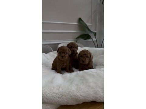 Kore kanı toy poodle yavrular