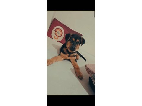 Rottweiler erkek yavru