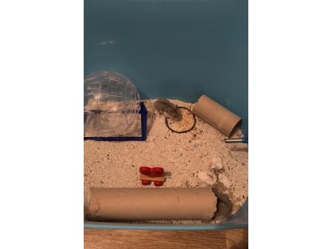 1 aylık yavru gonzales hamsterlar
