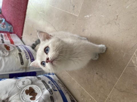 British shorthair erkek