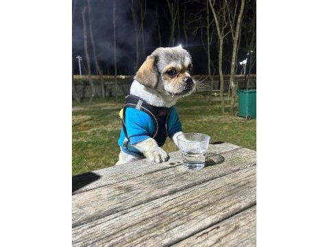 Shih tzu erkek köpeğimiz