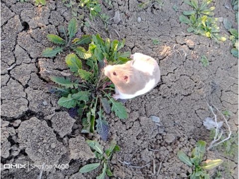 Eğitimli hamster pamuk