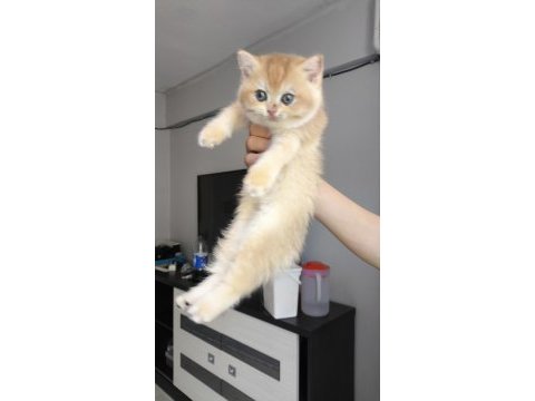 British golden ny12 shorthair yavrular