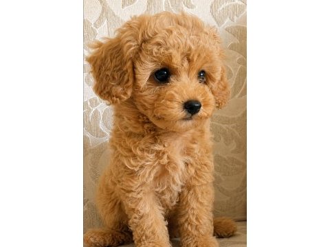 4 aylık safkan toy poodle