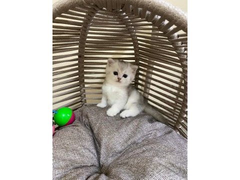 40 günlük british shorthair erkek