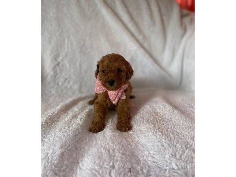 Kore poodle bebekler