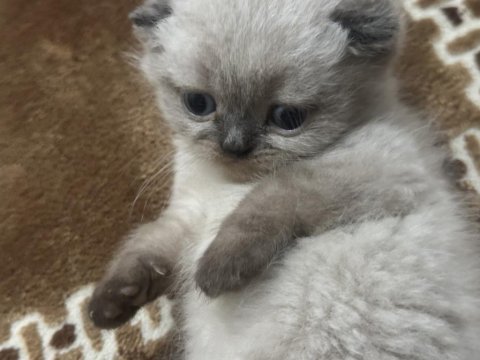 Scottish fold cinsi yavru kedilerim
