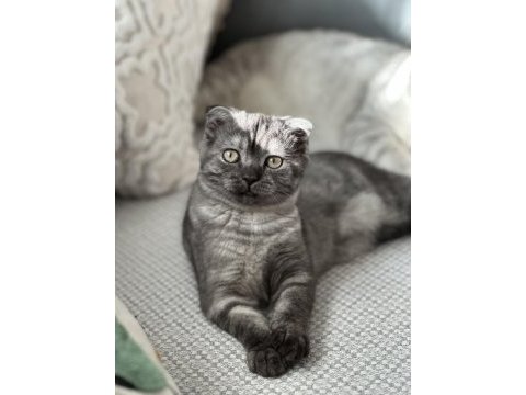 Scottish fold cinsi güzel kızım