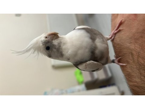 Yavru alınmış albino white face çift sultan papağanı