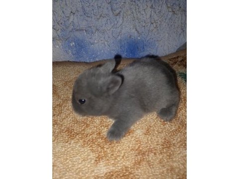 Netherland dwarf hollanda cücesi tavşan