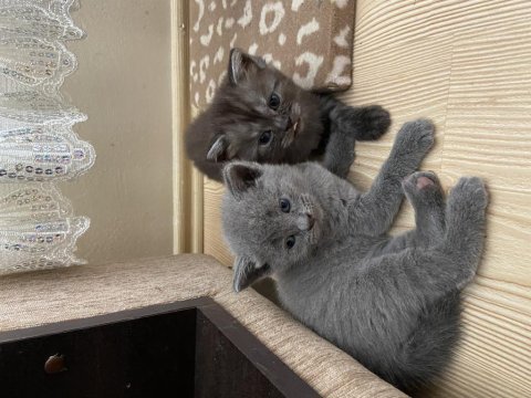 British shorthair erkek ve dişi