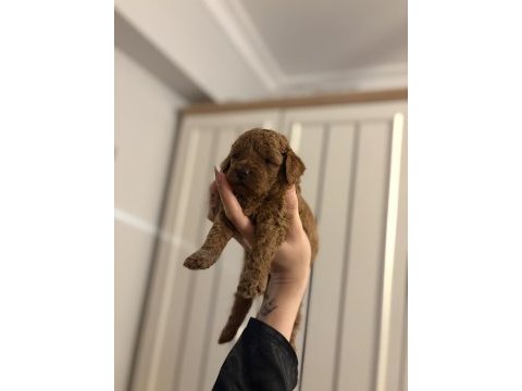 Orjınal dark red toy poodle yavrularım