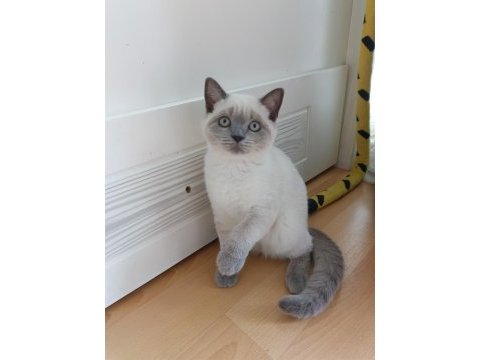 Safkan british shorthair blue point