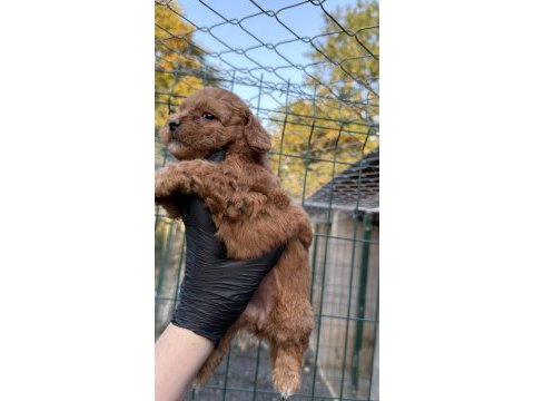 Poodle yavrumuz yeni yuvasını arıyor