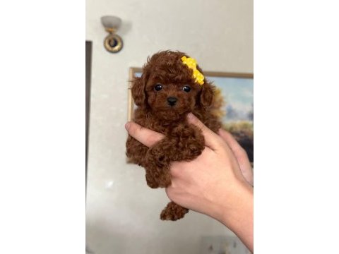 Kuyruksuz kore poodle red brown bebekler