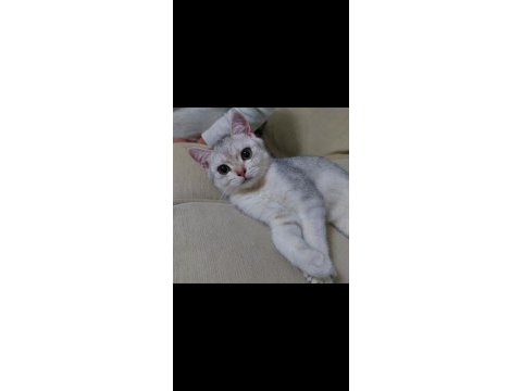 British shorthair erkek