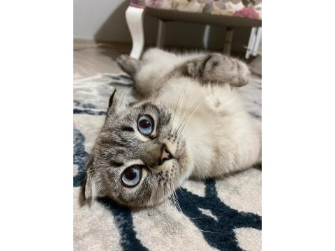 Dişi scottish fold kedimiz için yuva arıyoruz