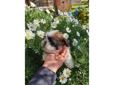 Safkan shih tzu