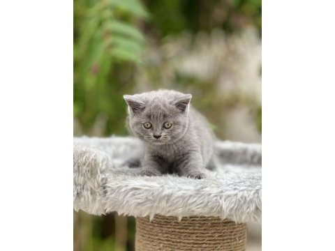 British shorthair bebekler