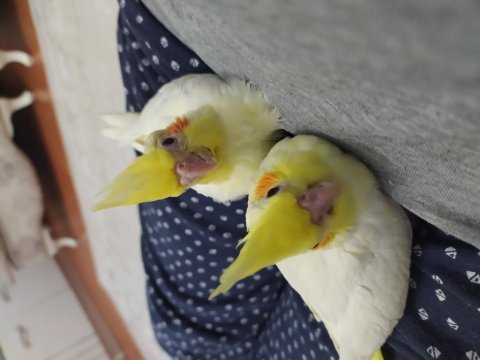 40 günlük yavru sultan papağanlar lutino