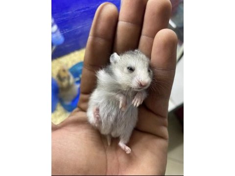 Hamster için ulaşın