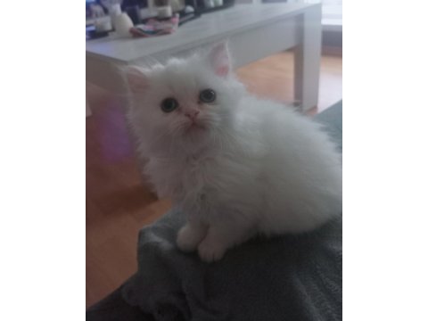 Mavi göz exotic chinchilla melezi yavrular