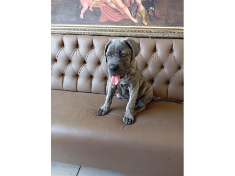Dişi cane corso yavru