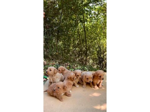 Harika maltipoo yavrularımız